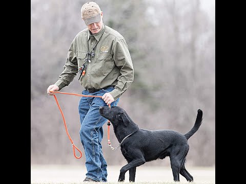 SportDOG Brand Competition Mega Whistle