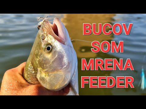 PECANJE BUCOVA, SOMA I MRENE NA ULTRA LIGHT FEEDER