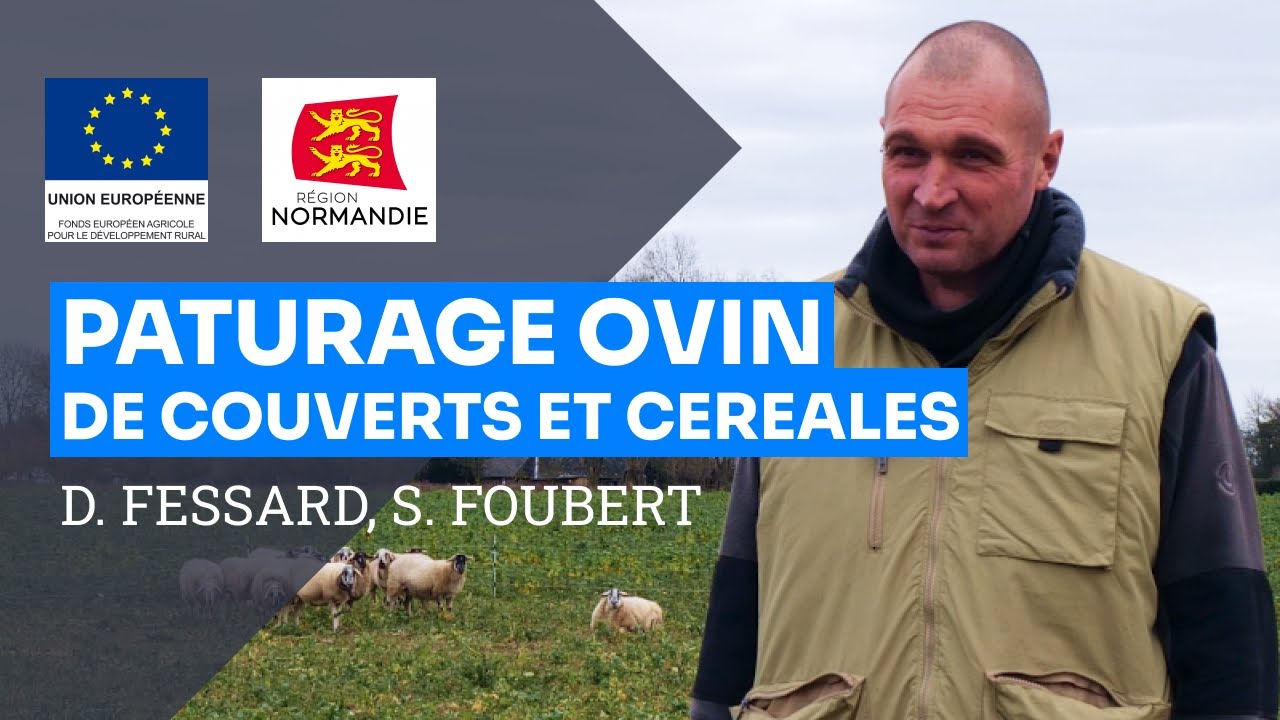 Berger sans terre, pâturage ovin de céréales et de couverts végétaux, D. Fessard et S. Foubert