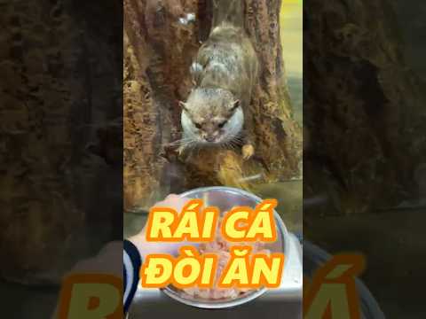 EM BÉ RÁI CÁ ĐÒI ĂN