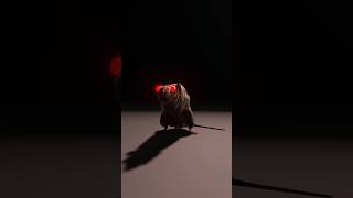 What is Toxoplasma gondii 🤔