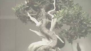 My Bonsai Addiction