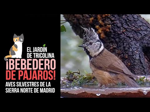 ¡BEBEDERO DE PÁJAROS!