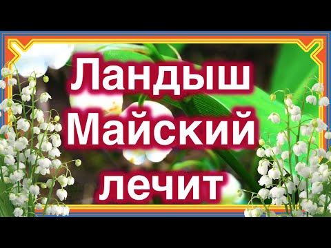 Ландыш майский полезные и лечебные свойства цветков,корней,листьев,плодов. Народная аптека