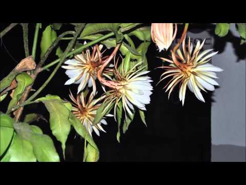 Time Lapse Photography: Blossom of Flowers (Orchid Cactus)