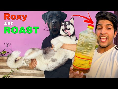 Roxy Roast THARA BHAI JOGINDER || Dog Can Talk part 134 || Cheeniroxy | Huskydog | Review reloaded