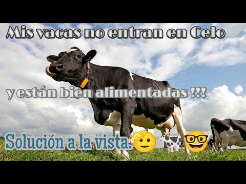 , title : 'Vacas que no entran en Celo. ¡Aquí les dejo una posible solución. #Ganaderíaymuchomás'