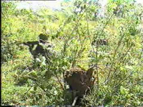 Adarayata mayim ne - Ranaviru Gee Sri Lanka SL Army