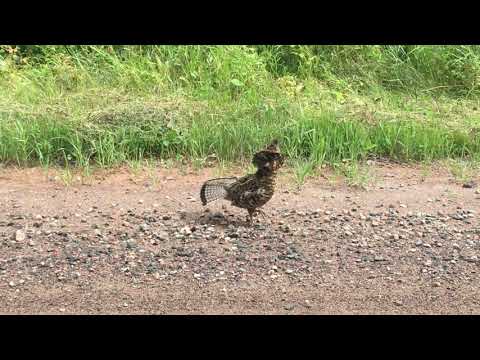 Ruffed Grouse Vocalizations