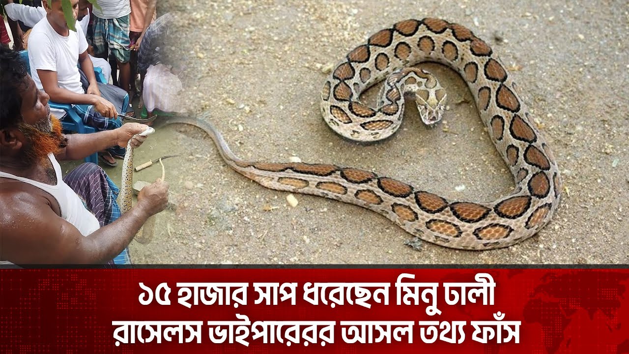 রাসেলস ভাইপারেরর আসল তথ্য ফাঁস