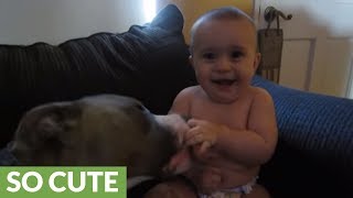 Pit Bull gives newborn baby a priceless laugh attack