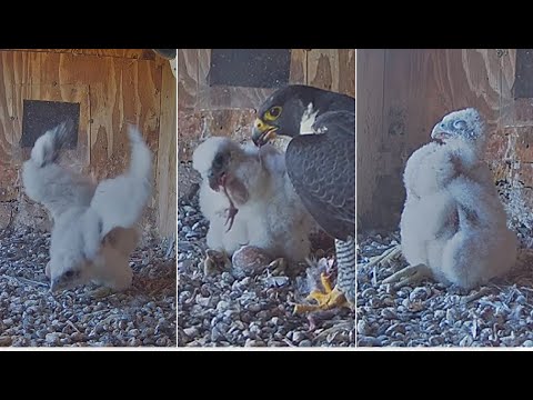 FalconCam Project ~ Girri To The Stones & Front Corner! Diamond Stuffs Girri! Huge Crop! 2025 Nov 24