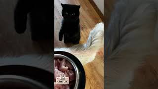 Blacky o gatinho do churu #trapmusic #gatos #cat