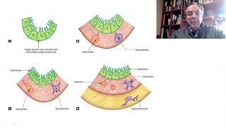 Introducción a los sistemas de neurotransmisión