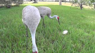 preview picture of video 'The Rare And Threatened Florida Sand Hill Cranes'