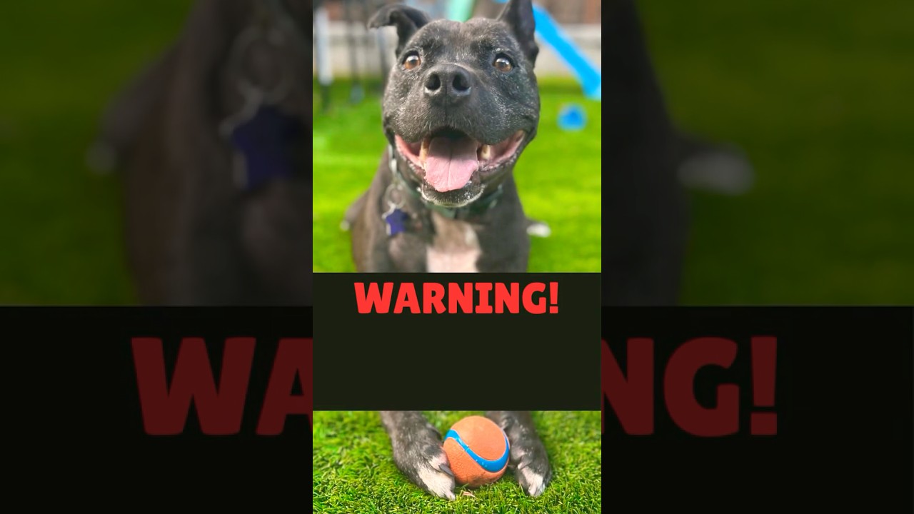 Enlarge Gus, a Adoptable Mixed Breed in San Francisco, CA video 6/6