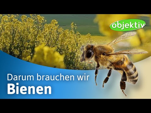 Überraschende Fakten über Bienen