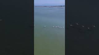Meditative Moments 10 - Flocks Of Birds (Original Music)