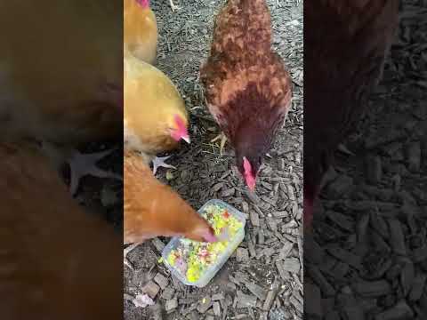 On todays menu, Roast Beef, couscous, rice and...