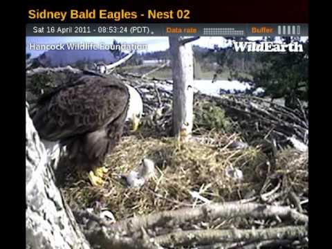 Sidney Ma feeding chicks 16 Apr. 2011