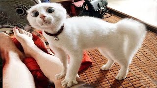 Я РЖАЛ ПОЛ ЧАСА / СМЕШНЫЕ ЖИВОТНЫЕ , КОТЫ СОБАКИ ЛУЧШИЕ ПРИКОЛЫ
