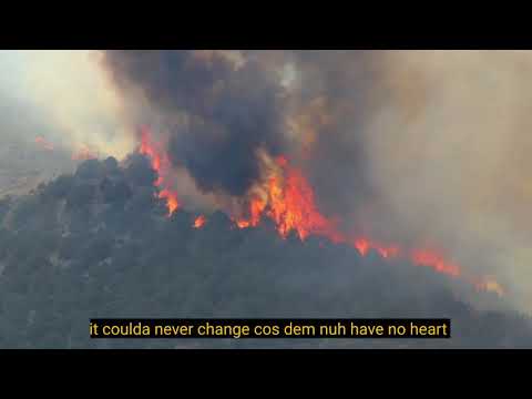 Davojah × Rub a dub Mrkt - FLORA & FAUNA  ( LYRICS VISUALIZER )