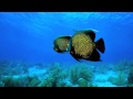 The Swimming Song - Vetiver + (Lyrics In ...