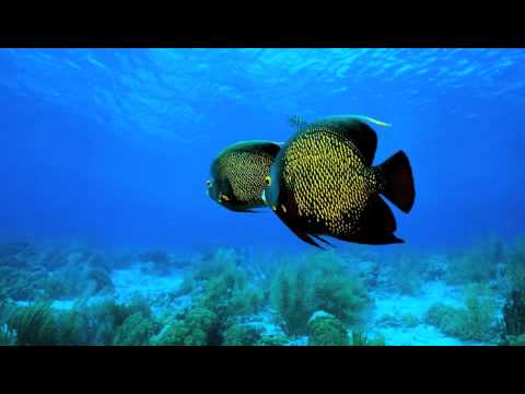 The Swimming Song video