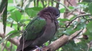 Download lagu BURUNG DERKUKU PUTRI MANDI /emerald Dove/Chalcophaps indica mp3