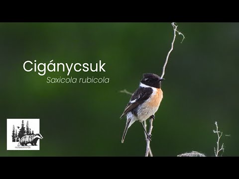 Cigánycsuk