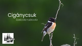 Cigánycsuk bemutatása – fajismertető videó