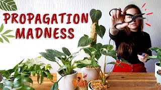 Propagation Madness 🙀 HOW TO CHOP & PROP Syngonium, Monstera, Begonia, Philodendron & more