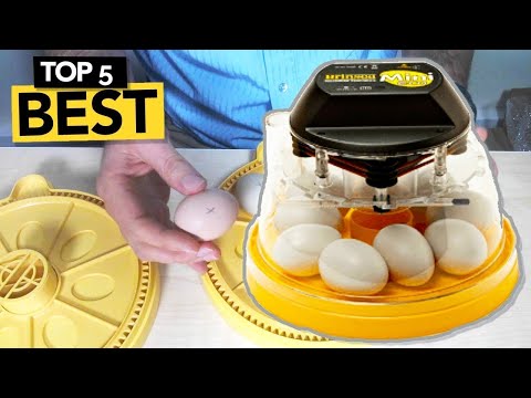 ✅ TOP 5 Best Egg Incubator you must own!