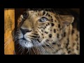 Asia "There Was A Time" And  Amur Leopards