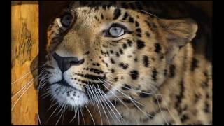 Asia &quot;There Was A Time&quot; And  Amur Leopards