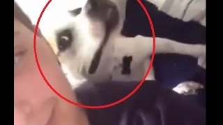 Dog loves to take selfies