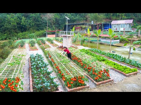 Harvest Good Crop of Green Leafy Vegetables Go To Sell -- Make Trellis for Tomatoes, Grow Vegetable