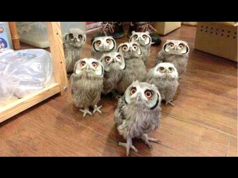 Hilarious Compilation: Are Owls Just Cats With Wings?