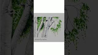 #Shorts  Birch Trees Painting|Watercolor