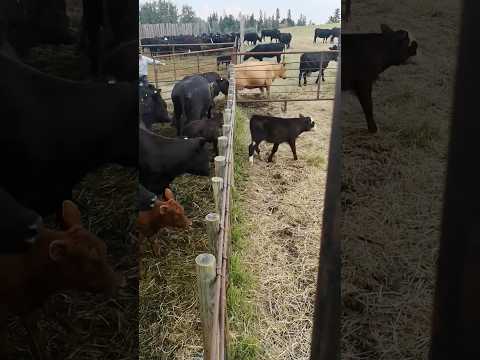 Küçük büyük ayırmaca #boğa #inek #inekler #çiftlik #animals #shorts #shortsvideo #düve