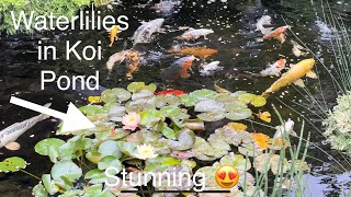 (Who Says…) You Can’t Have Waterlilies in a Koi Pond? Proof You Can.
