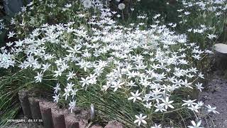 5月22日　恒例となる庭の雑草や山菜の様子など
