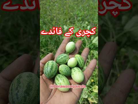 kachri ko istmal karne ka tareqa aur faday۔۔#Organic #Natural #fruit #naturelovers #derawasniyawala