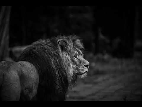 Amersfoort Zoo with the good old Nikon D3, and 80-200 f2.8ED