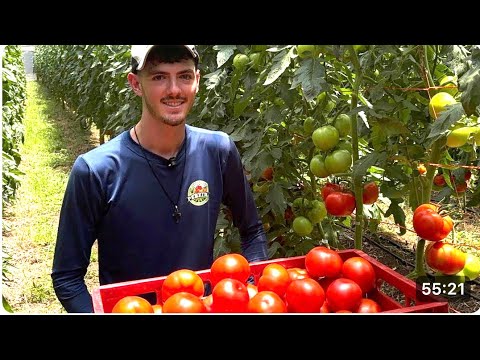 JOVEM ABANDONOU AGRONOMIA PARA PLANTAR TOMATE - JULIO DE CACIQUE DOBLE RS