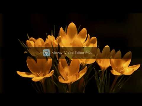 The Lockdown   Melodic House & Techno Podcast