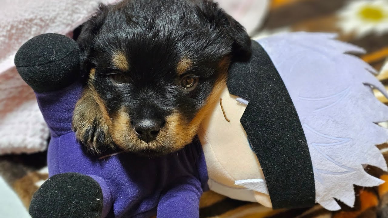 狼犬 vs ロットワイラー vs 最強な人