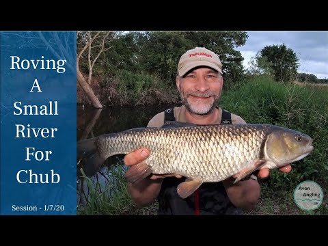 An Evening's Roving For Chub On A Small River - 1/7/20 (Video 161)