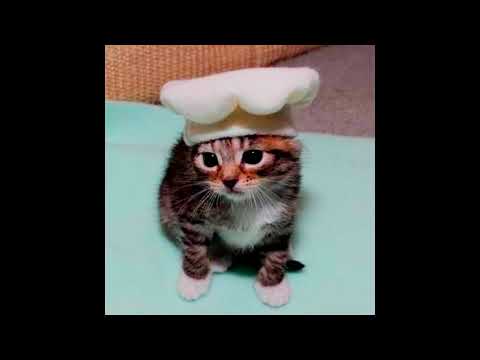 download lagu mp3 mp4 Mcfreezy, download lagu Mcfreezy gratis, unduh video klip Download Mcfreezy Mp3 dan Mp4 Viral Gratis