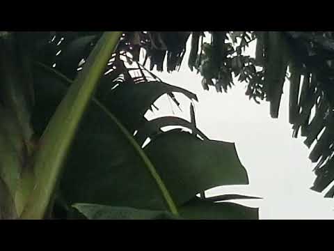 Tree flowers canal plant 4K ultra HD